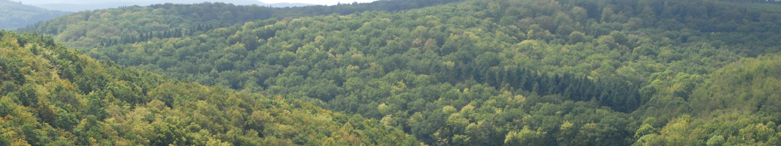 Große Waldfläche © Dienstleistungszentren Ländlicher Raum